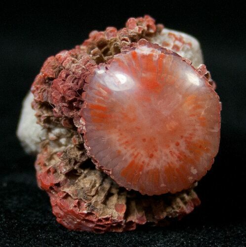 Pennsylvanian Aged Red Agatized Horn Coral - Utah #15244